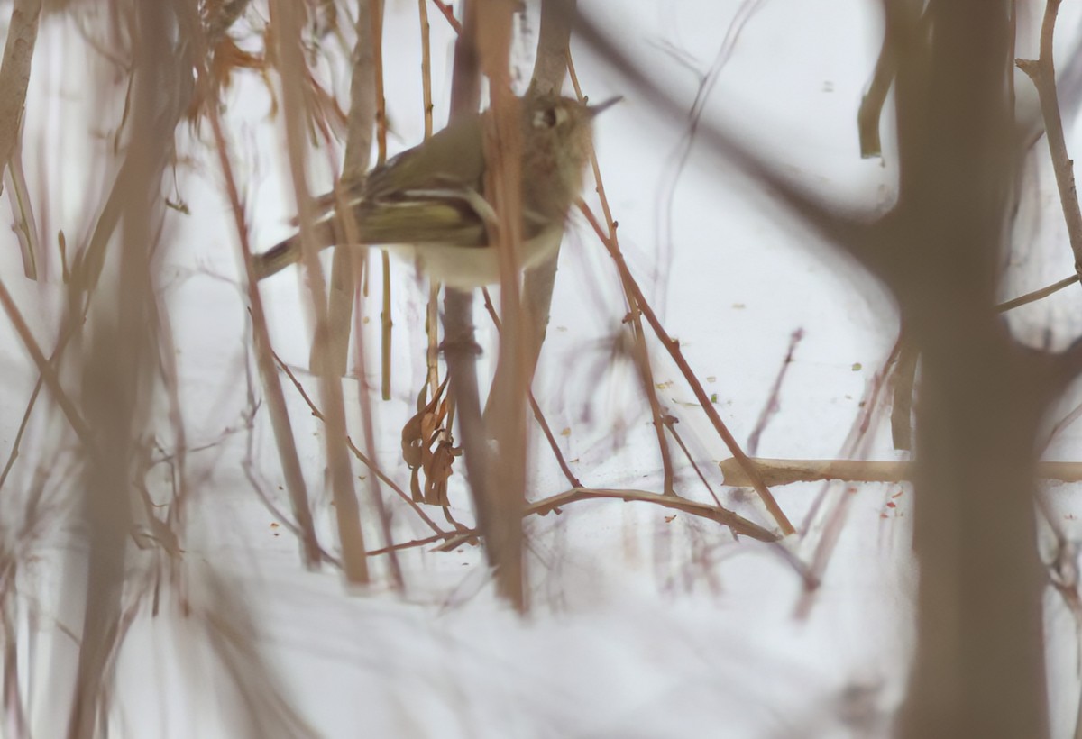 Ruby-crowned Kinglet - Gilles Garant