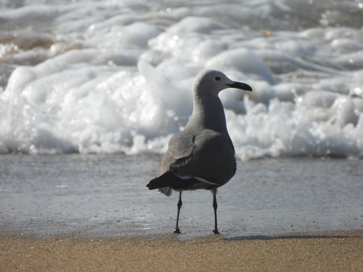 Gray Gull - ML612345523