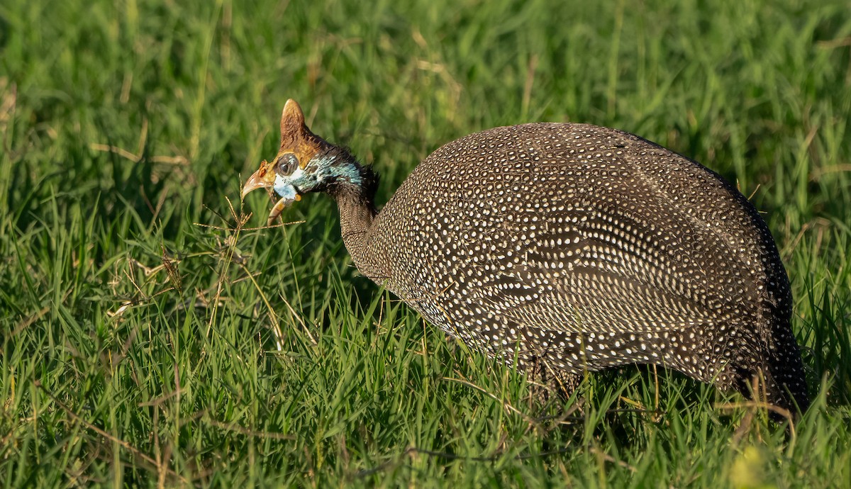 Helmeted Guineafowl - ML612345575