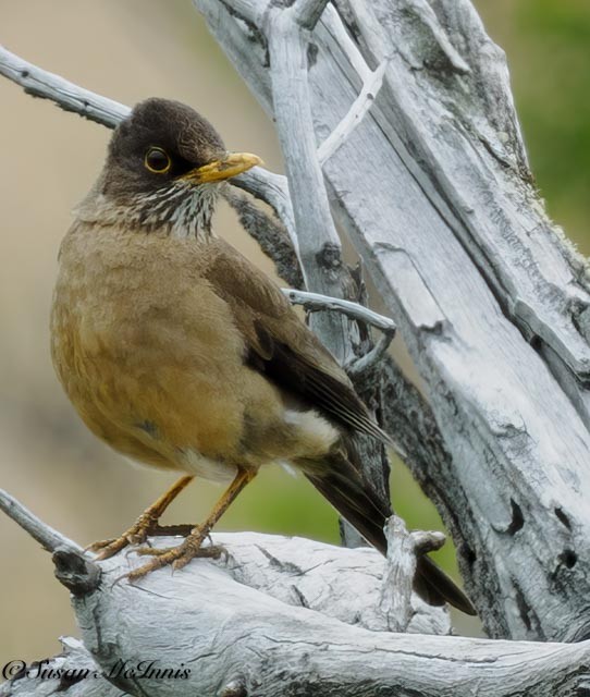 Austral Thrush (Magellan) - ML612345590