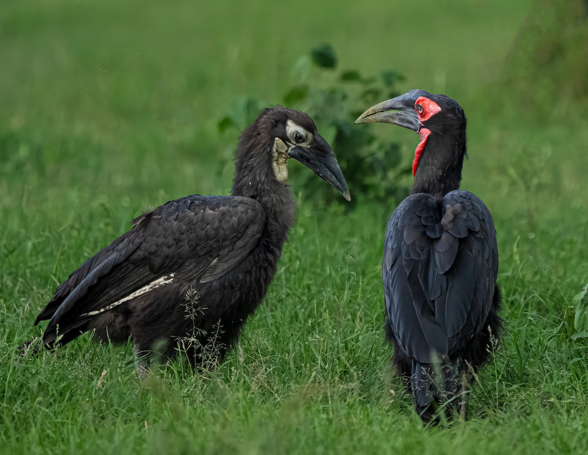 Southern Ground-Hornbill - Pete Myers