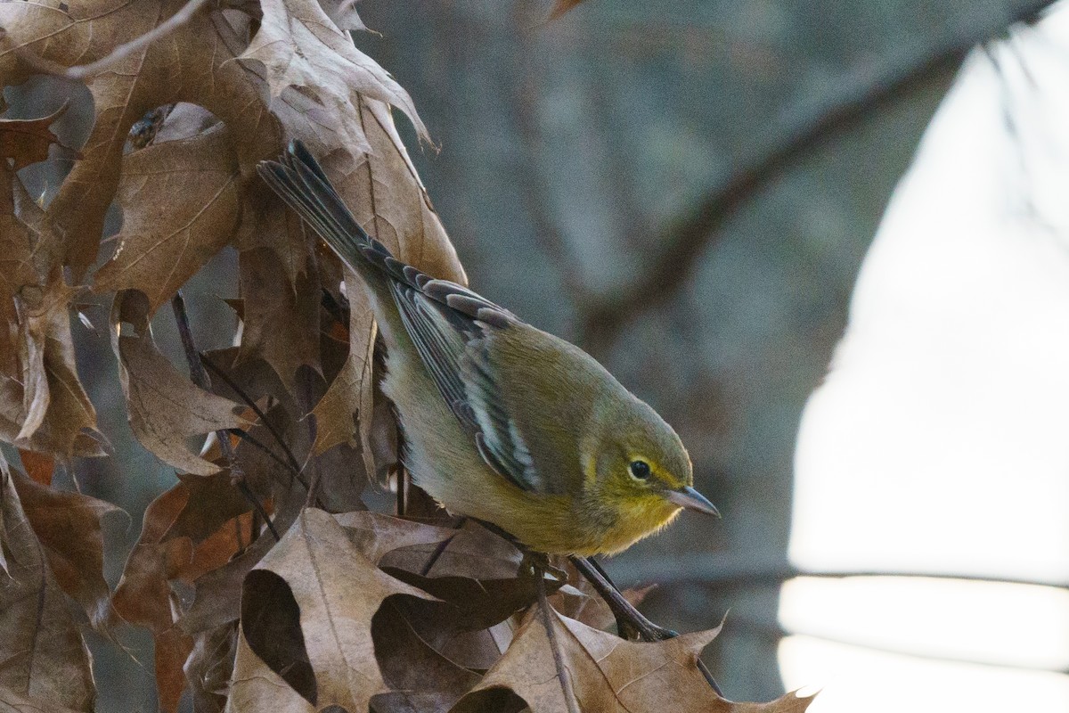 Pine Warbler - ML612345766