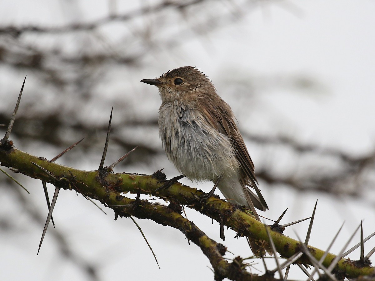 African Gray Flycatcher - Carlos Gutierrez-Expósito