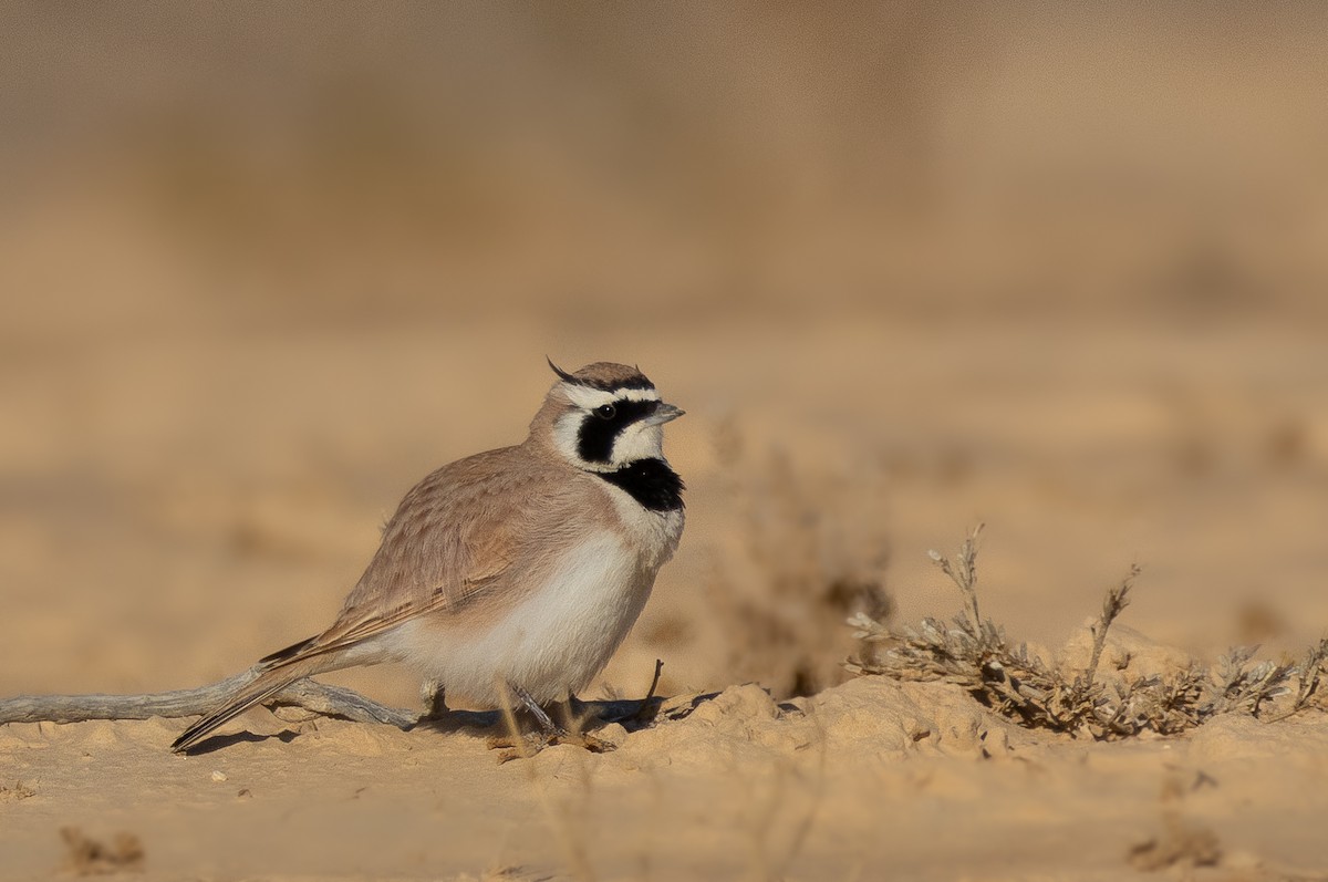 Temminck's Lark - ML612345796