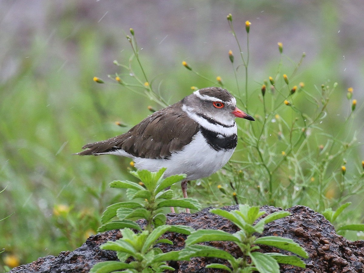 Three-banded Plover - Carlos Gutierrez-Expósito