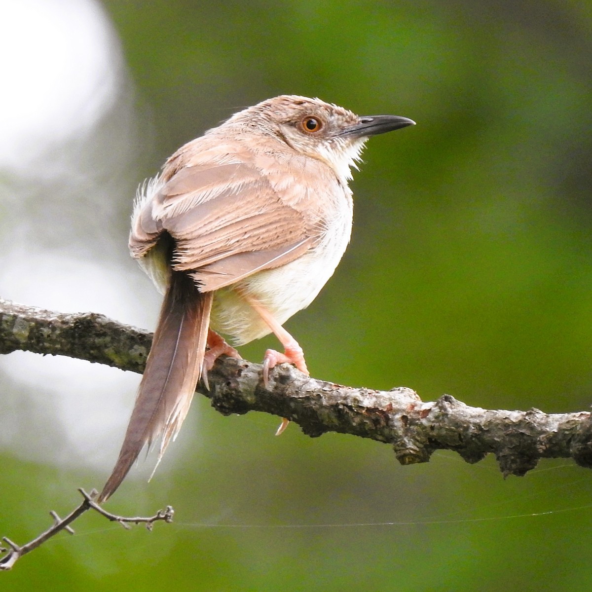 Plain Prinia - ML612345843