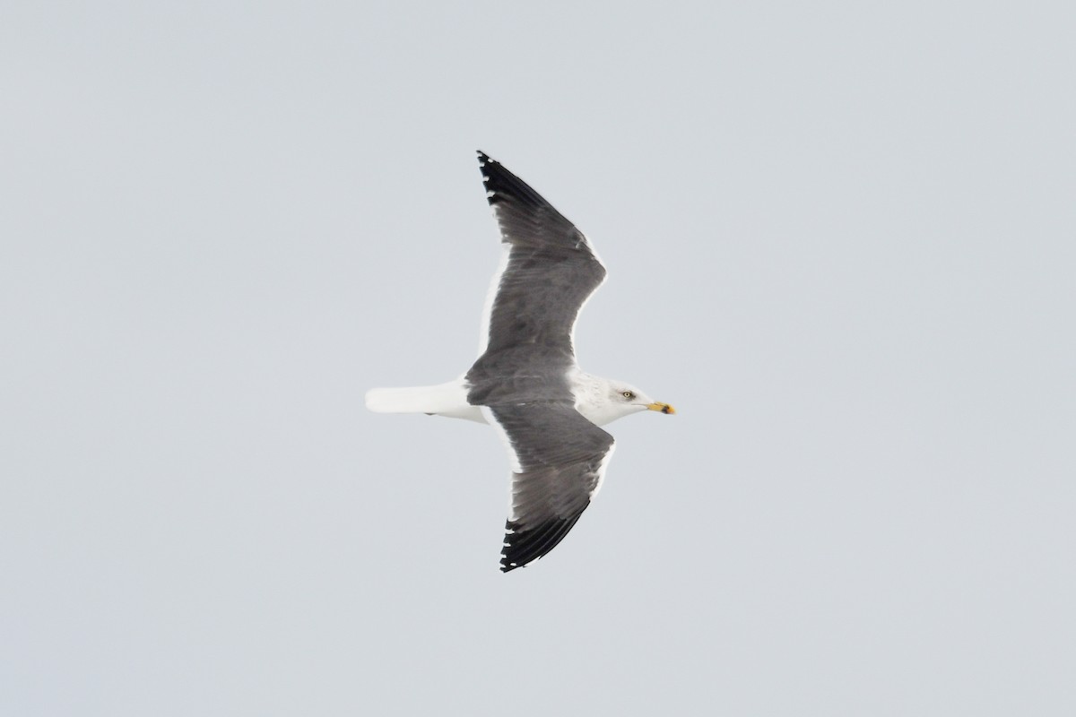 Lesser Black-backed Gull - ML612345862