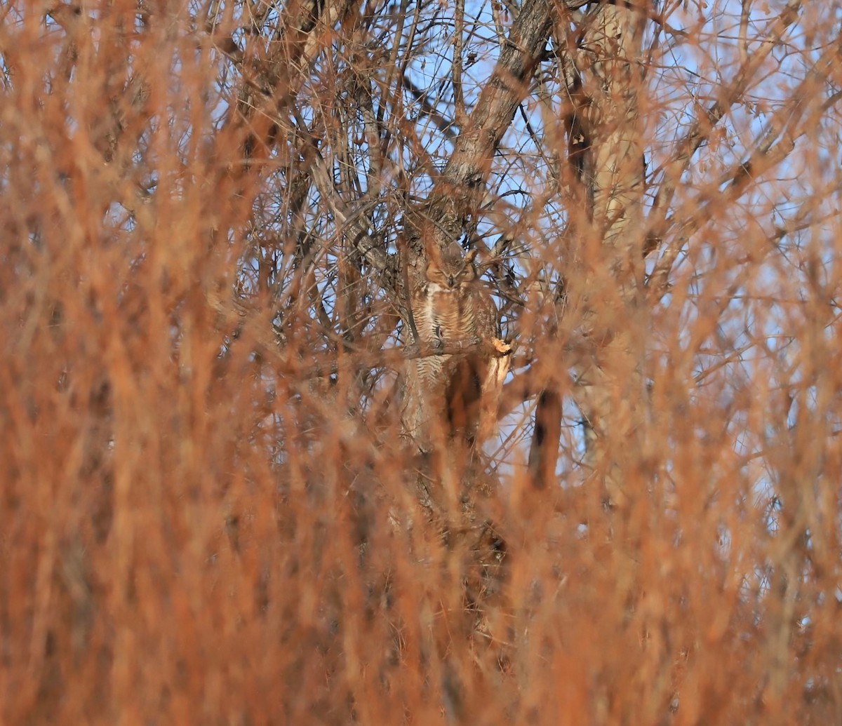 Great Horned Owl - ML612345905