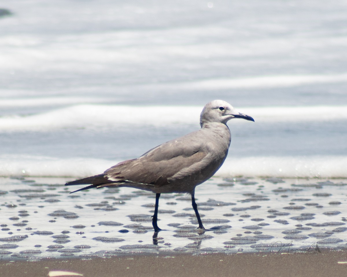 Gray Gull - ML612345925