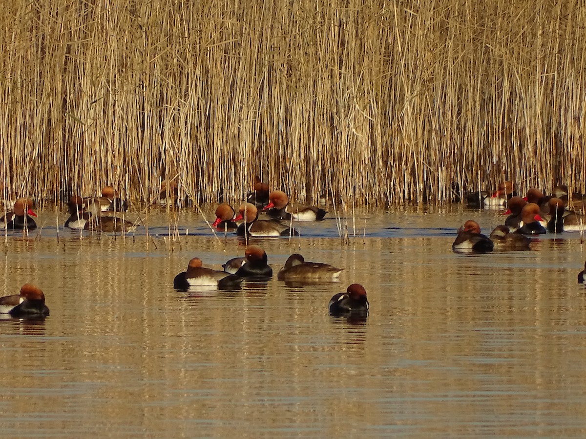 Red-crested Pochard - Juan Morales Martin