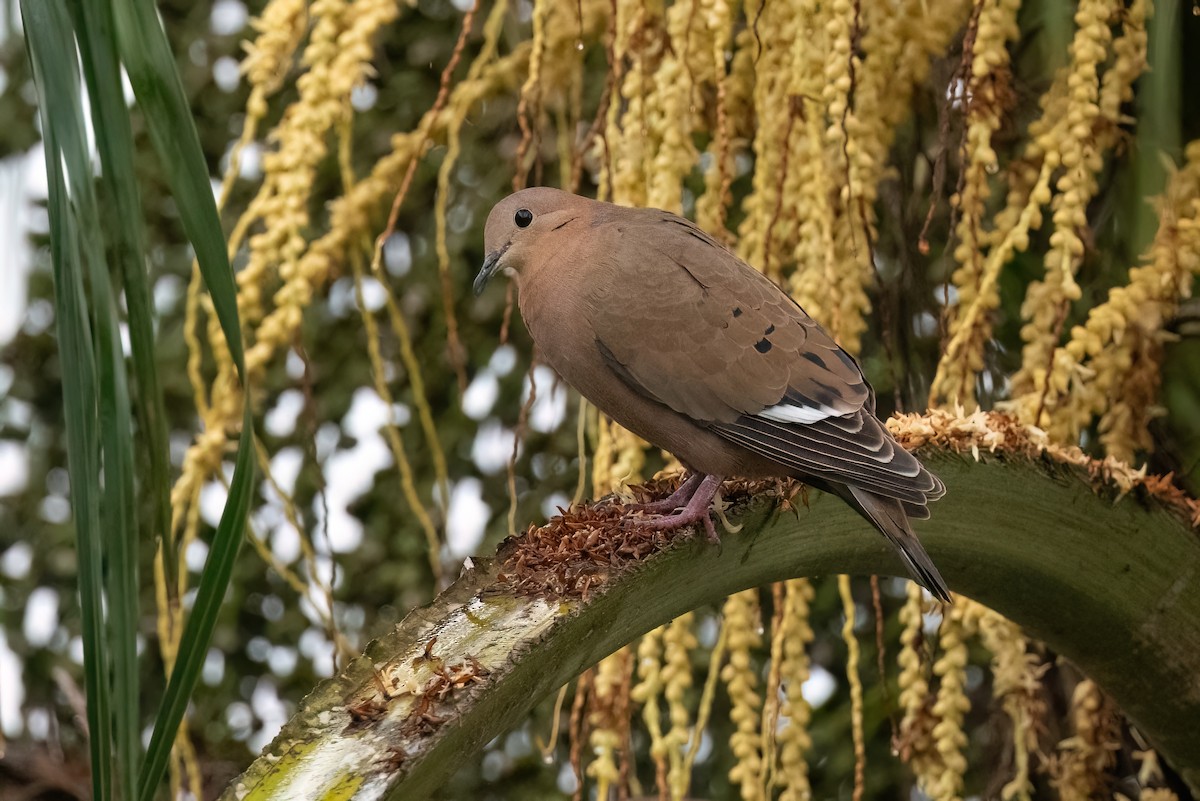 Zenaida Dove - ML612346067