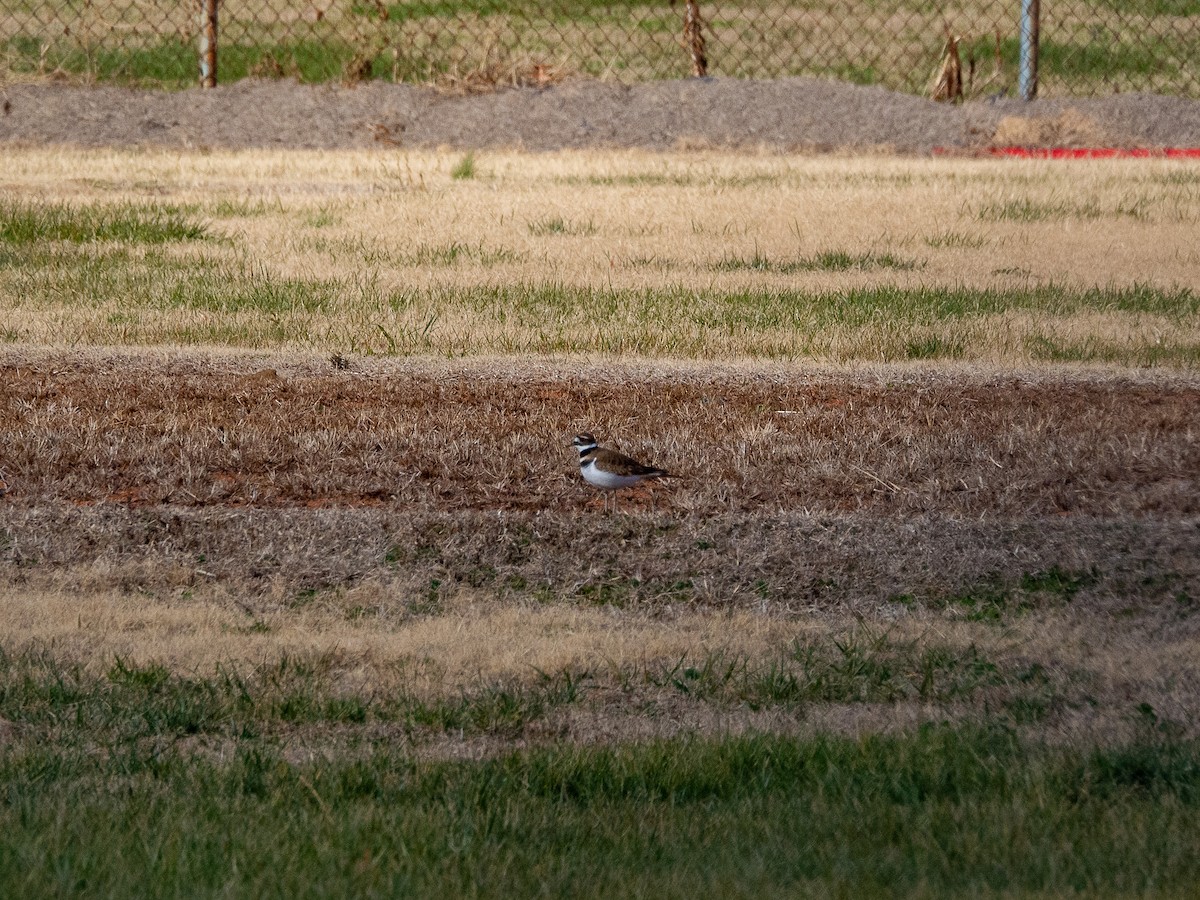 Killdeer - ML612346114