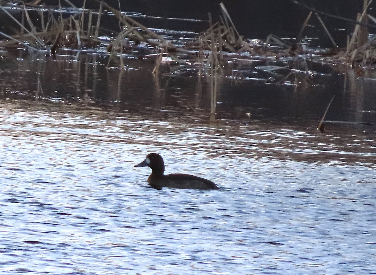 Greater Scaup - tom aversa