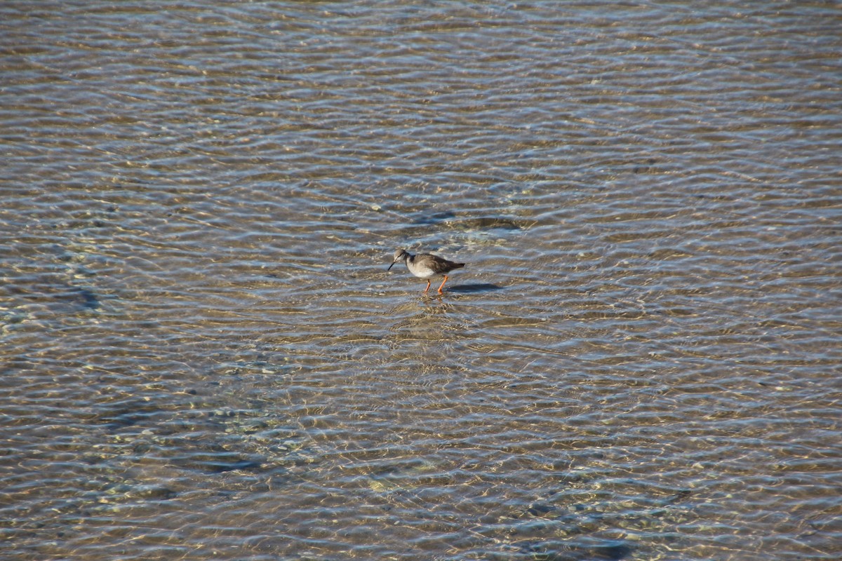 Common Redshank - Estela Marques