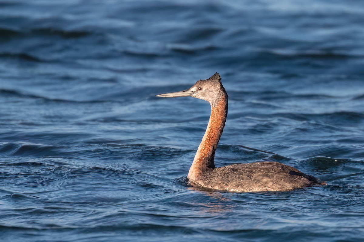 Great Grebe - ML612346233