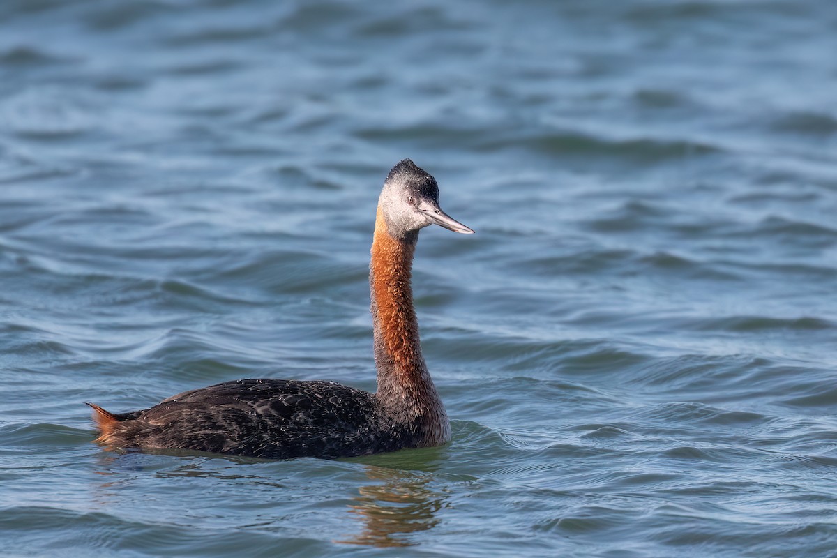 Great Grebe - ML612346234