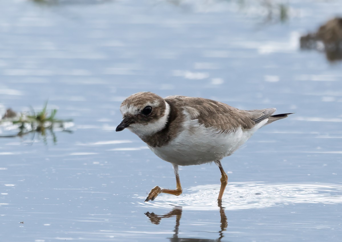 Common Ringed Plover - Pete Myers