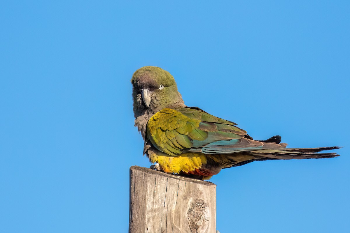 Burrowing Parakeet - ML612346266