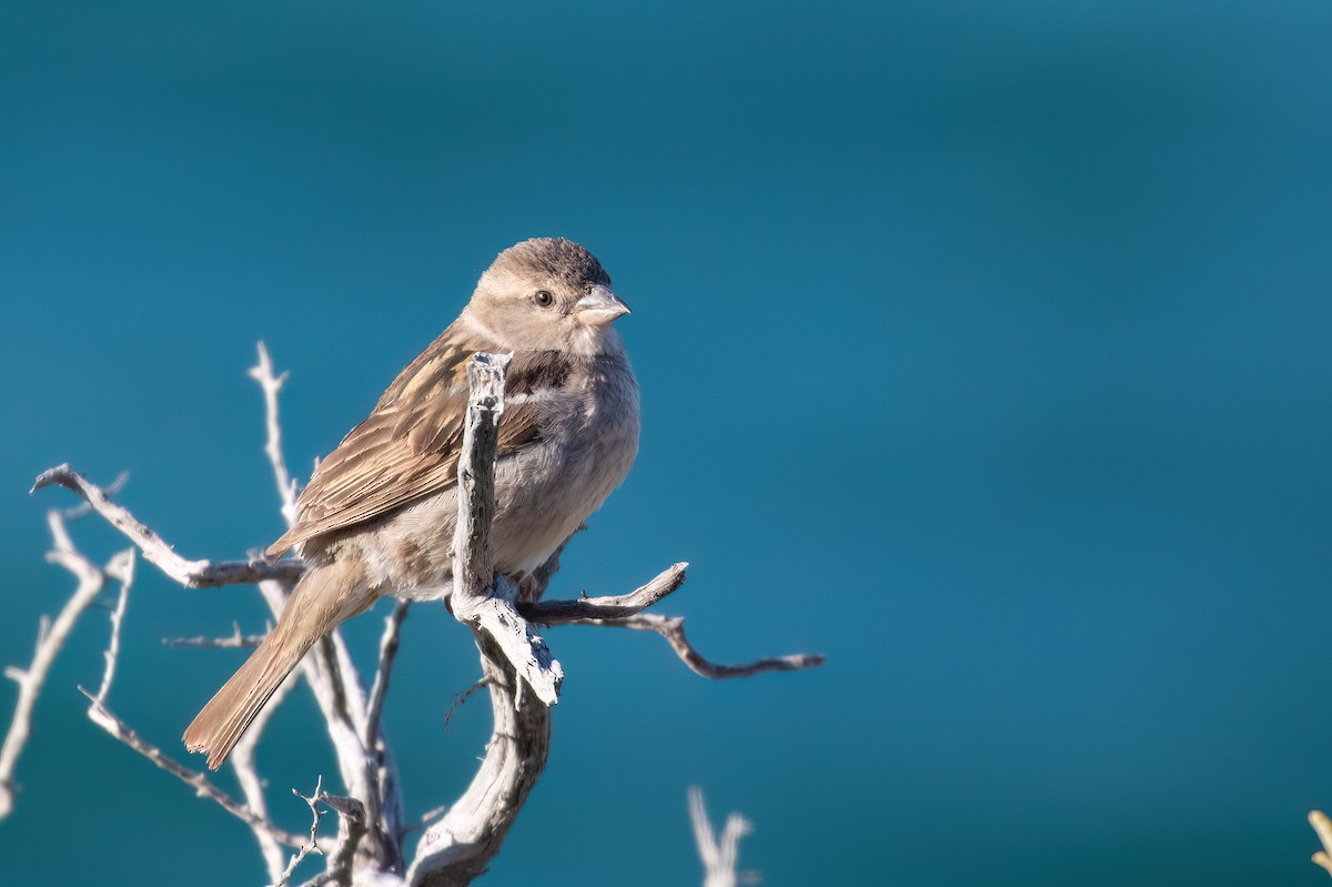 House Sparrow - Marcos Eugênio Birding Guide