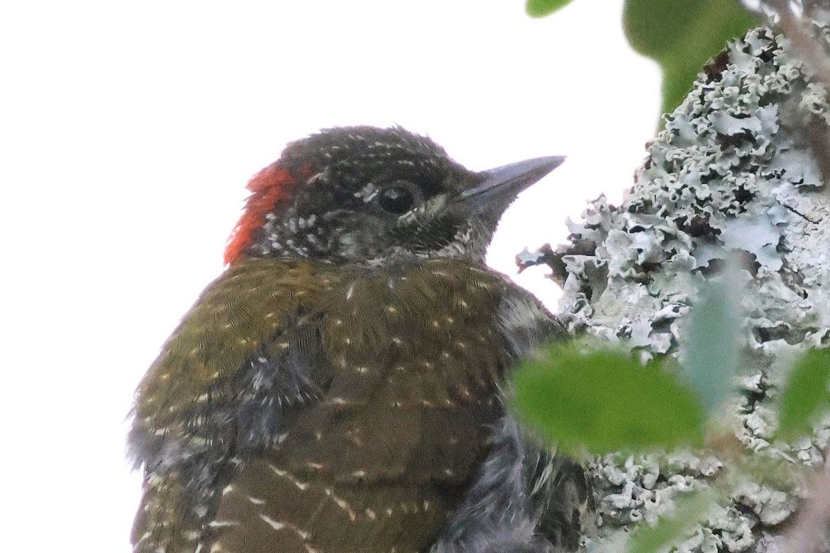 Knysna Woodpecker - ML612346301