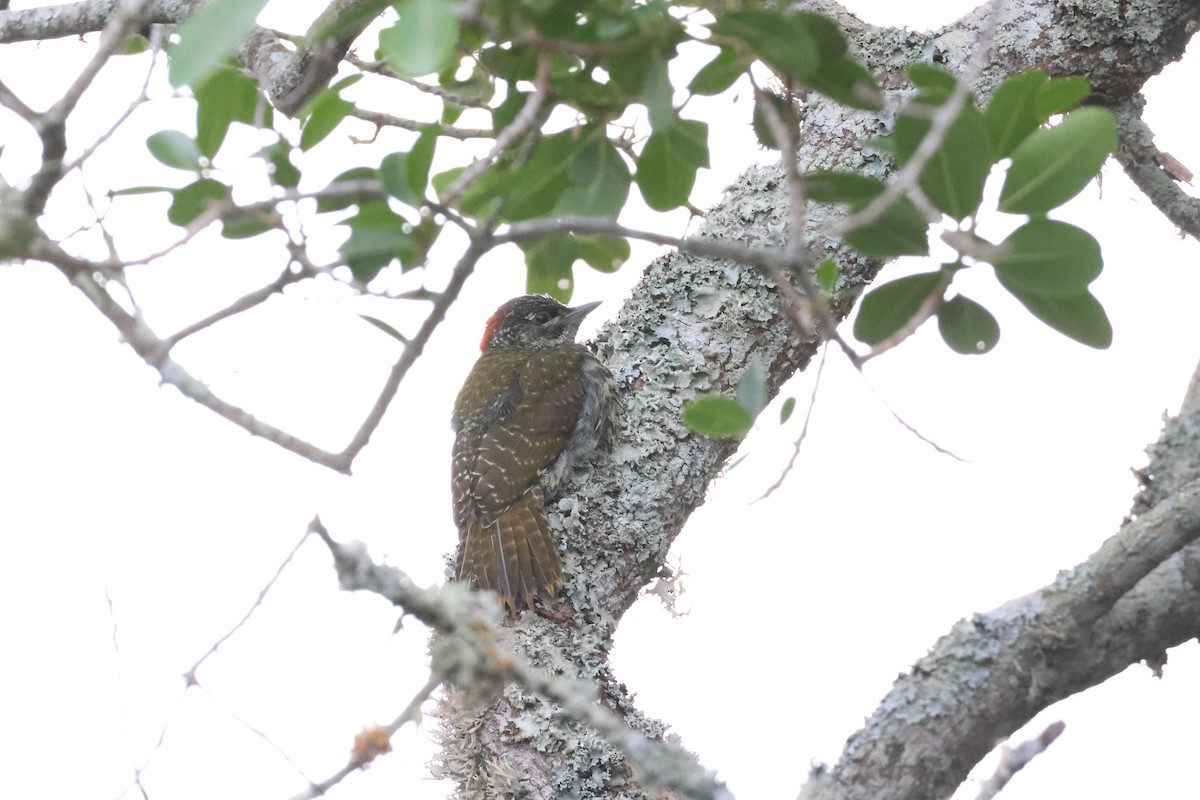 Knysna Woodpecker - ML612346314