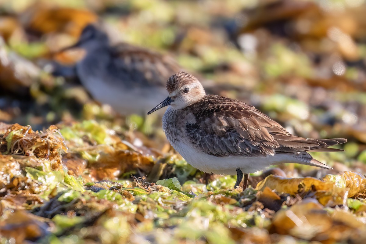 Baird's Sandpiper - ML612346358