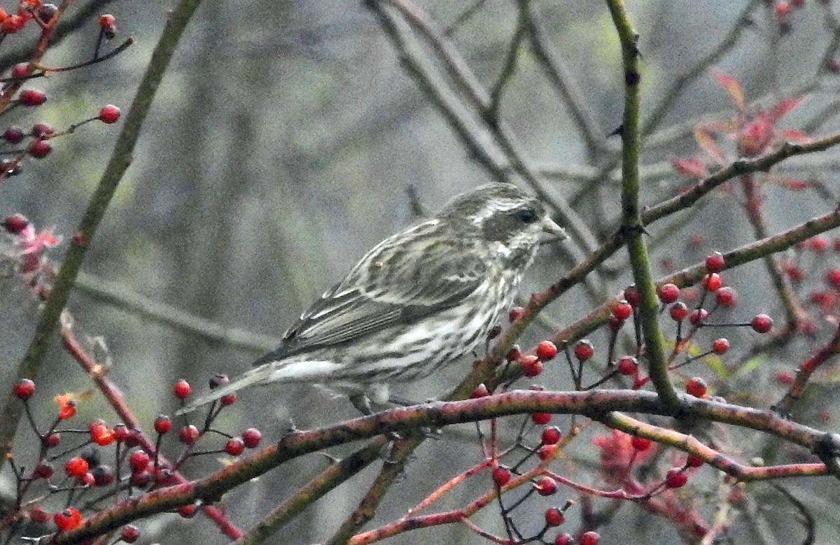 Purple Finch - ML612346371