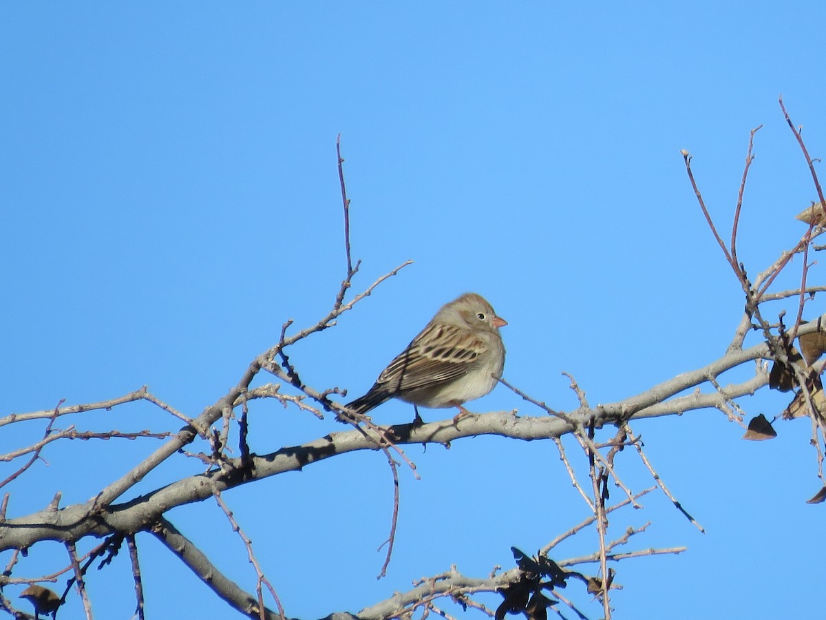 Field Sparrow - Jim Crites