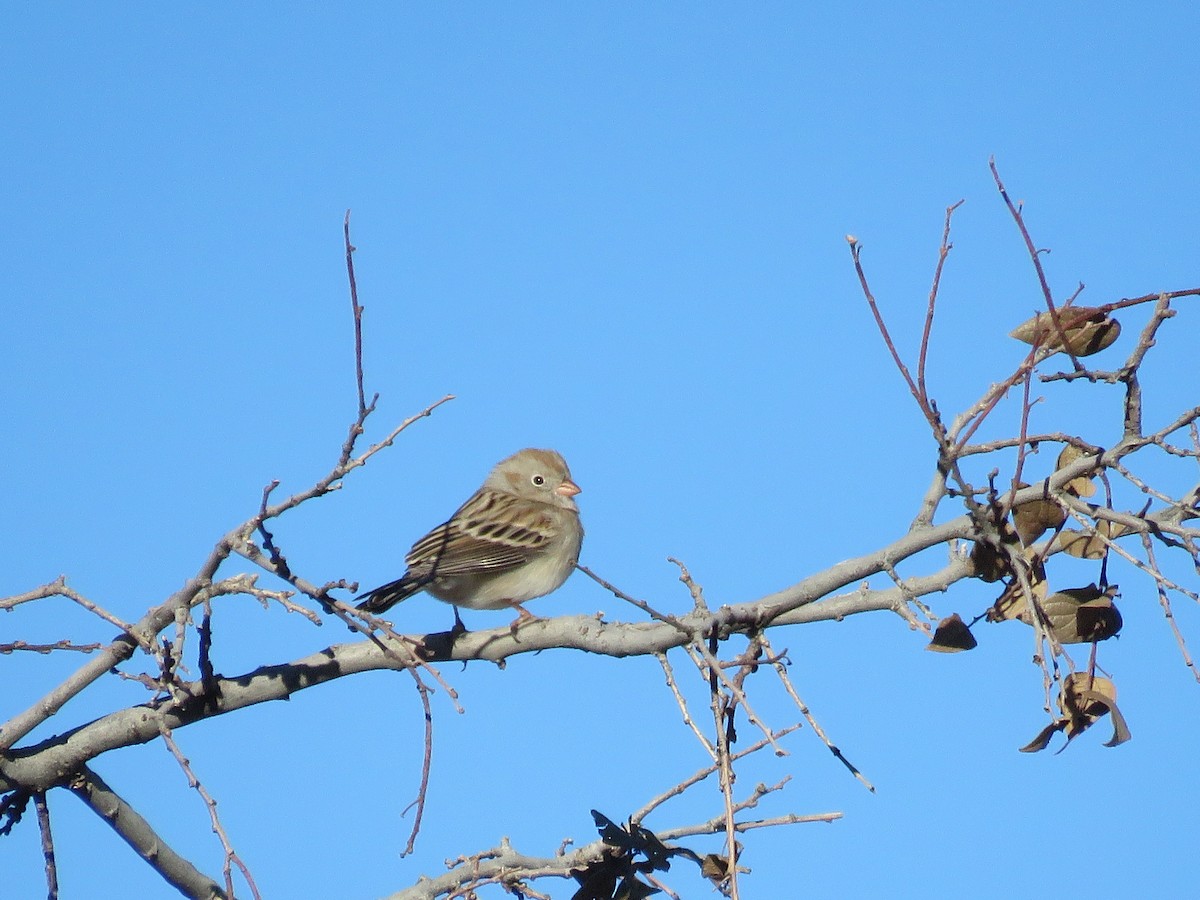 Field Sparrow - Jim Crites