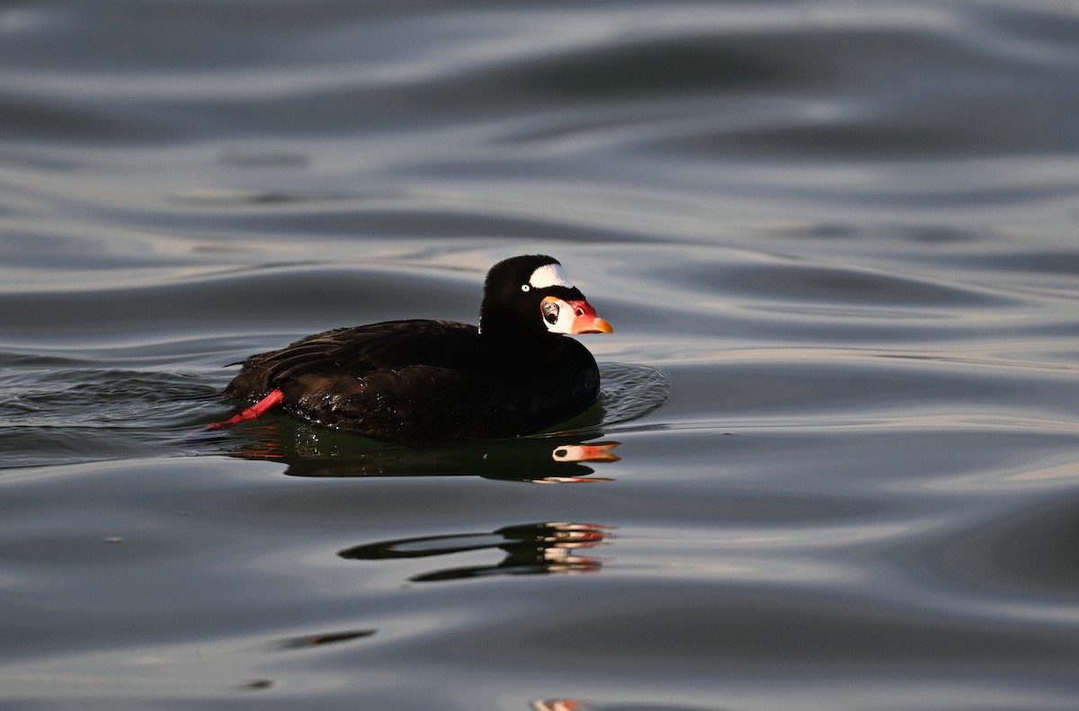 Surf Scoter - Sean Sime