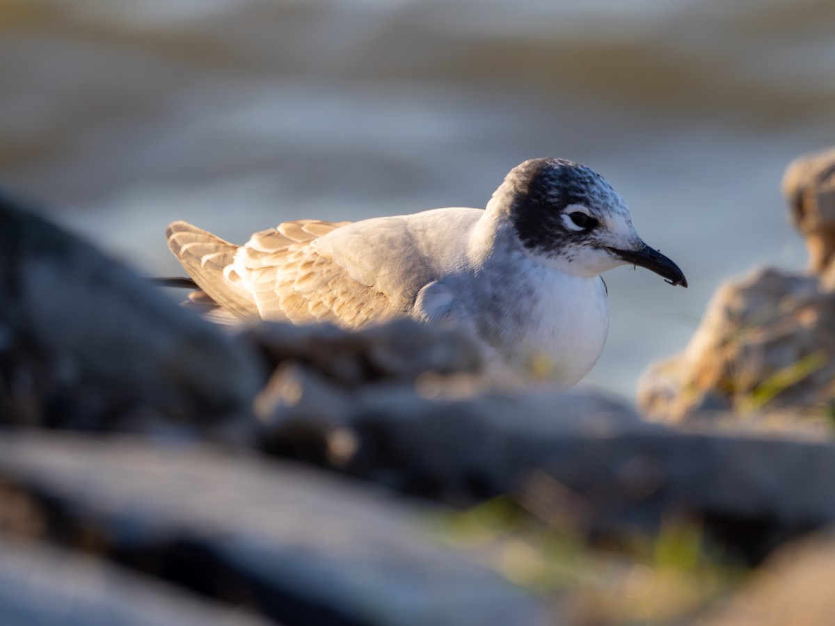 Franklin's Gull - ML612346425