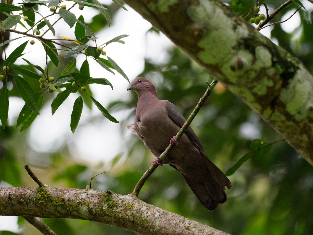 Short-billed Pigeon - ML612346456