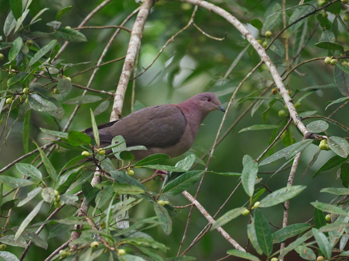 Short-billed Pigeon - ML612346457