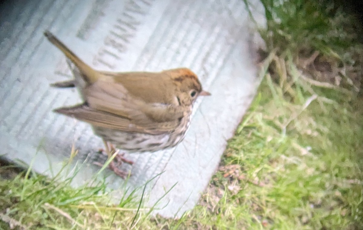 Ovenbird - ML612346464