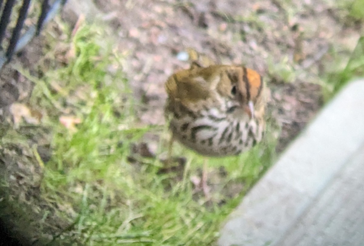 Ovenbird - ML612346465