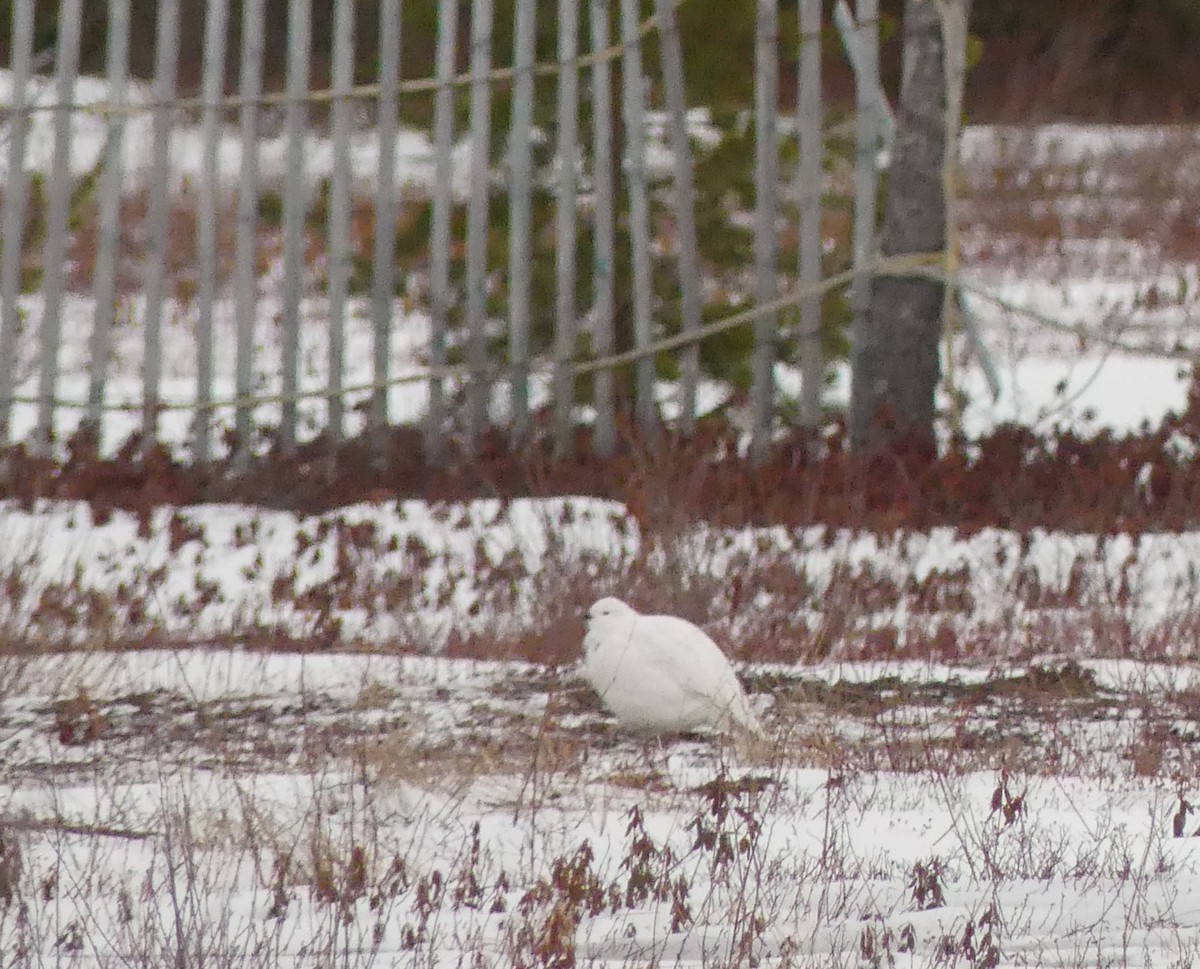 Willow Ptarmigan - Christophe Buidin