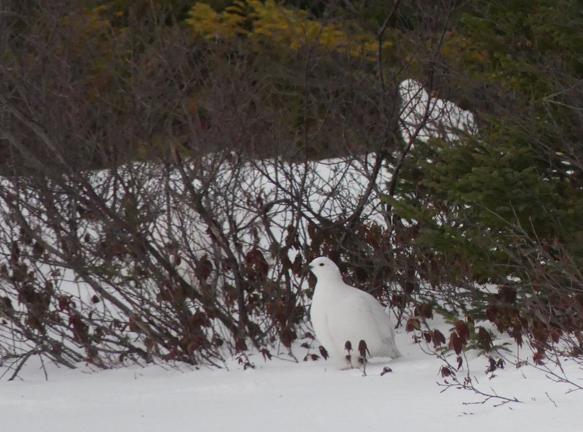 Willow Ptarmigan - ML612346486