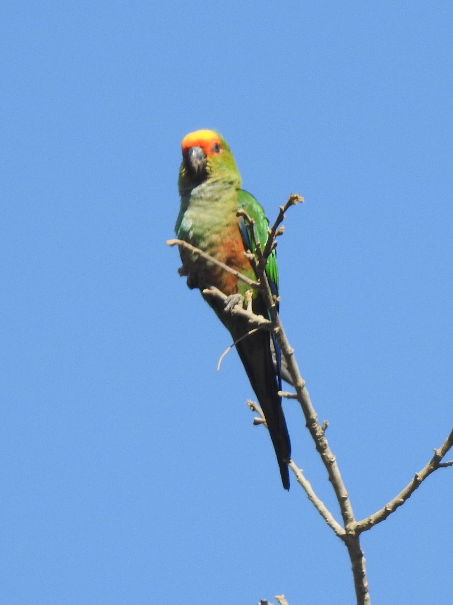 Golden-capped Parakeet - ML612346501