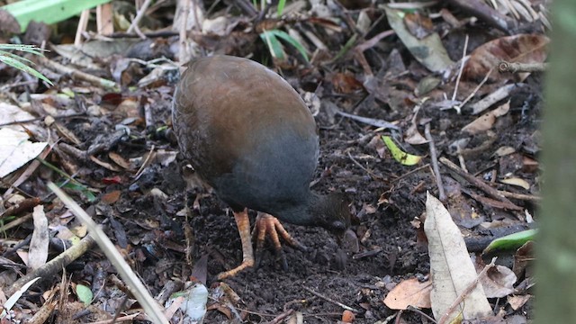 Orange-footed Megapode - ML612346505