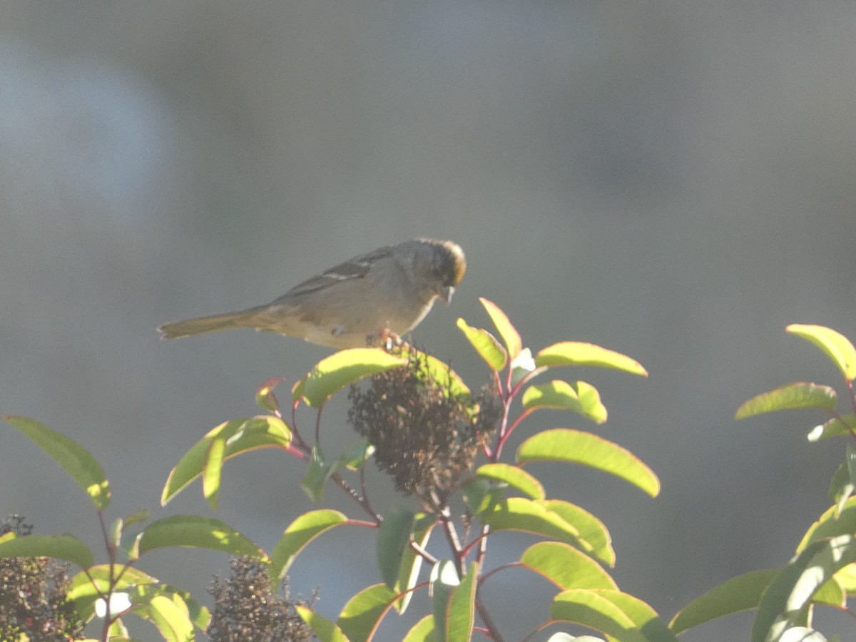 Golden-crowned Sparrow - Craig Van Boskirk