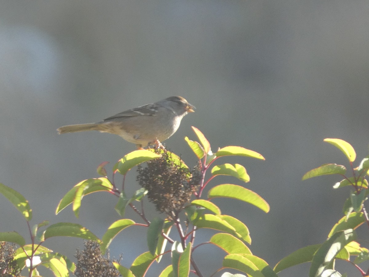 Golden-crowned Sparrow - Craig Van Boskirk