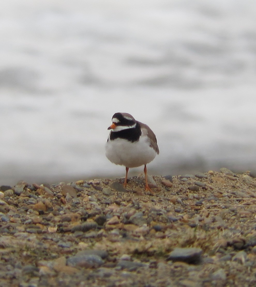 Common Ringed Plover - ML612346550