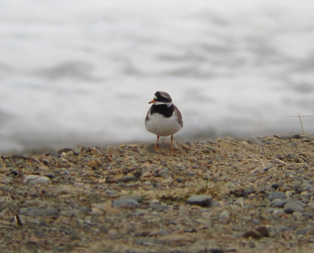 Common Ringed Plover - Rich Hoyer
