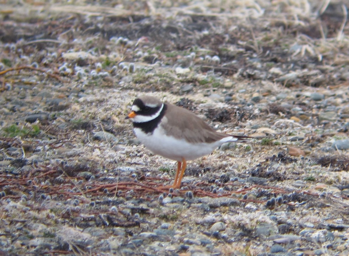 Common Ringed Plover - ML612346552