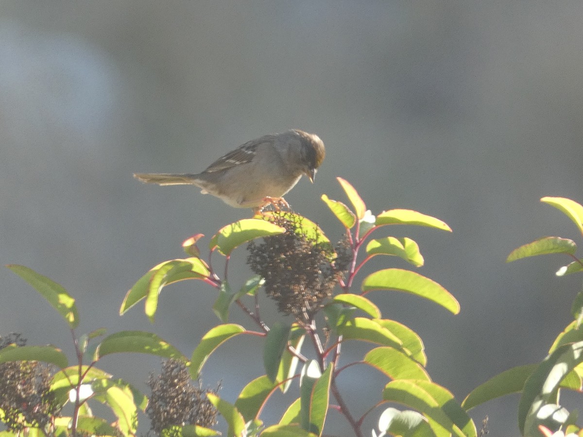 Golden-crowned Sparrow - Craig Van Boskirk