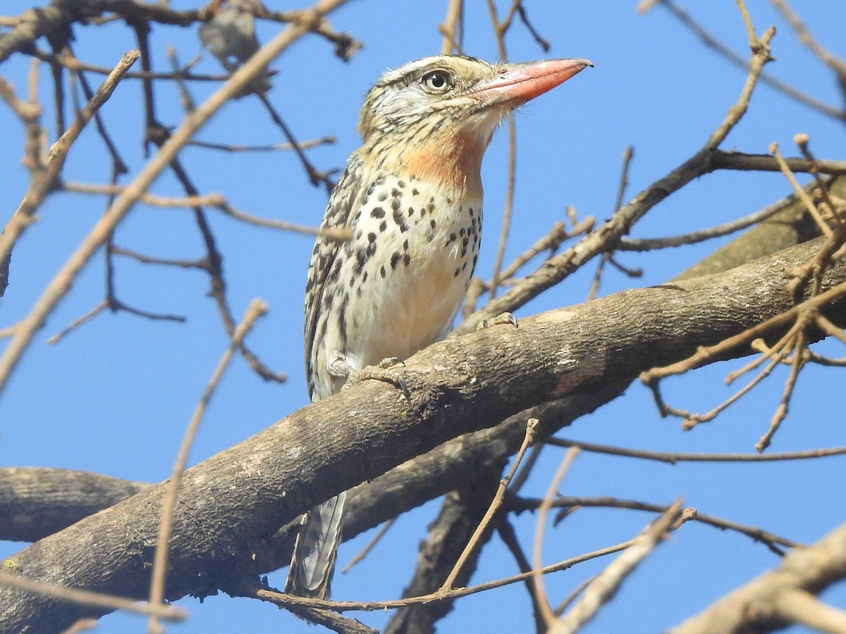 Spot-backed Puffbird - ML612346567