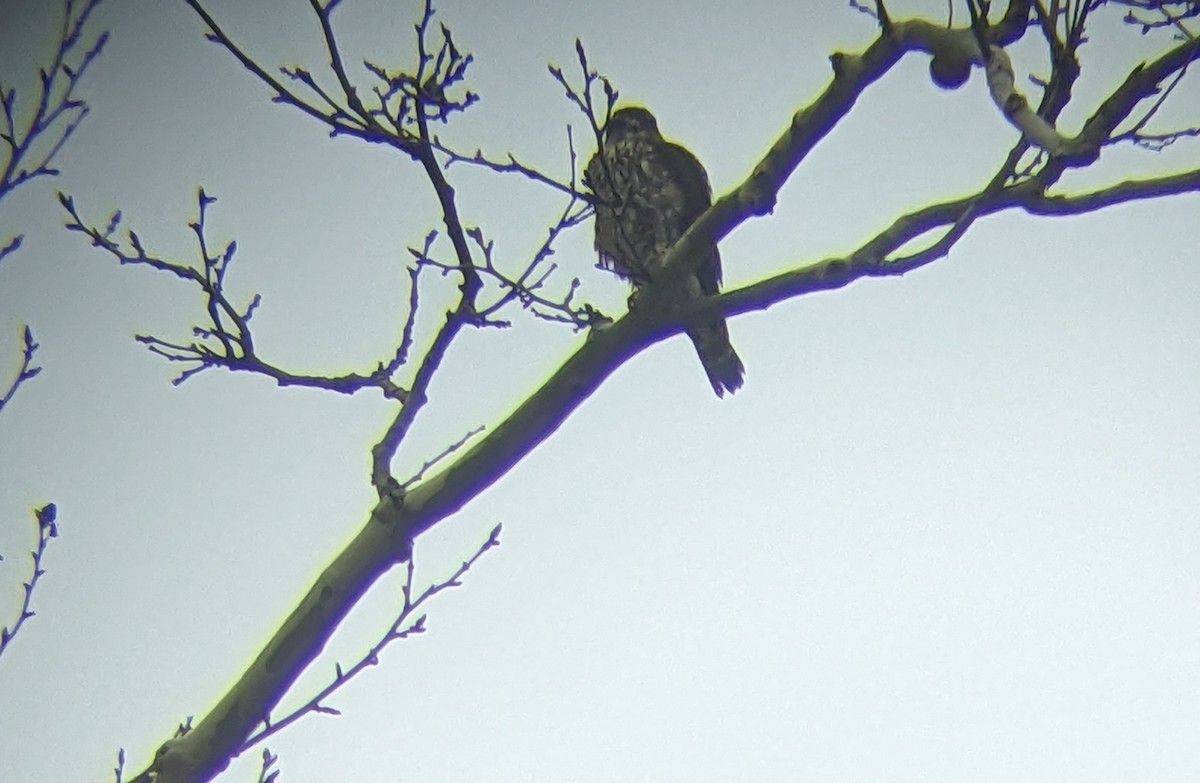 Merlin - ML612346596