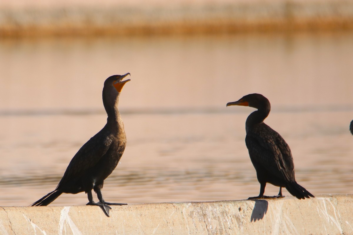 Double-crested Cormorant - ML612346615