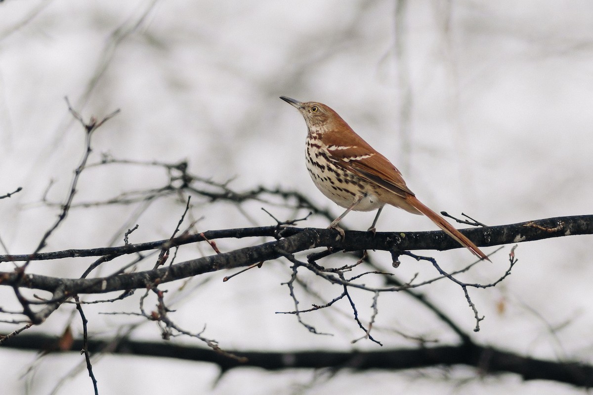 Brown Thrasher - ML612346645