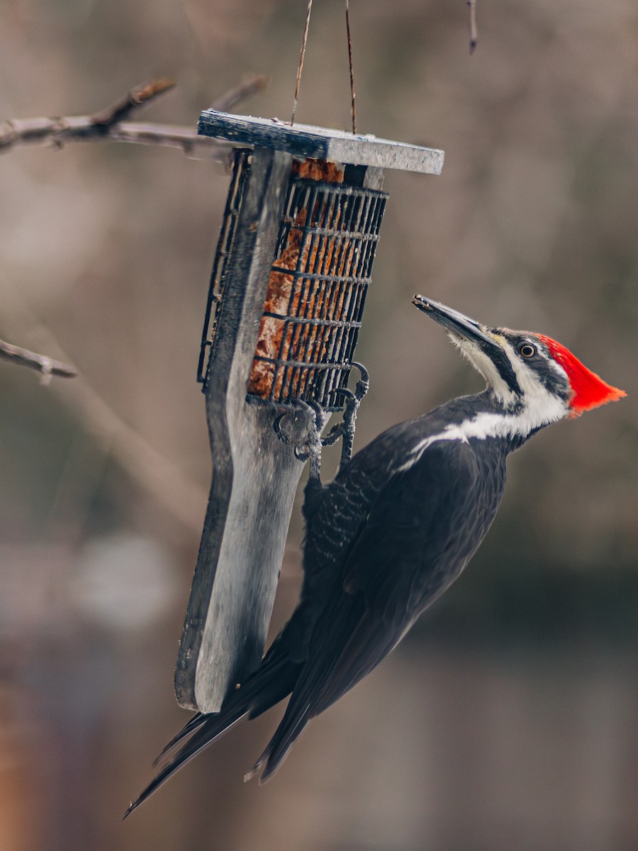 Pileated Woodpecker - ML612346655